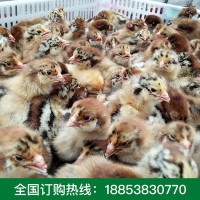 青腳麻雞苗養殖戶批發 快大青腳麻雞苗優良成活高青腳麻雞苗