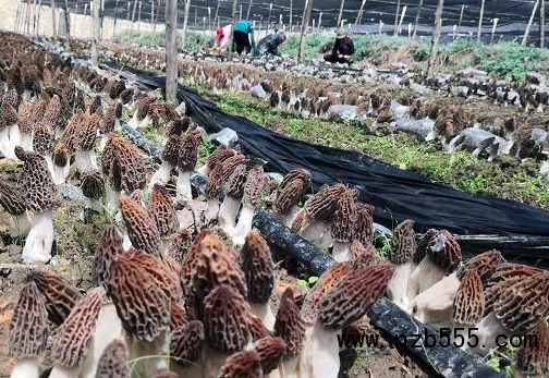 微信截圖_20210402191321