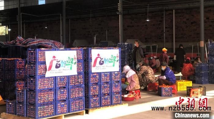 資料圖：廣西柑橘熱銷?！V西農(nóng)業(yè)農(nóng)村廳供圖