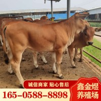 黃牛肉牛犢改良 肉牛價格怎么樣 養(yǎng)殖批發(fā)牛苗 肉牛活牛