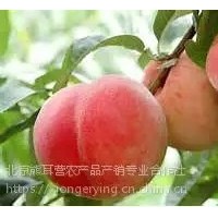 黃桃，平谷產地直發大桃，黃桃批發，代收