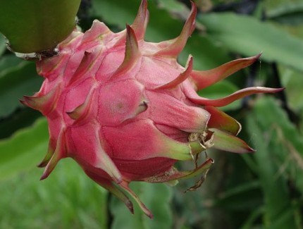 火龍果種植技術攻略：火龍果種植前需要做哪些準備？