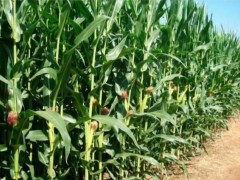 玉米地里種西瓜:一場(chǎng)土地與陽(yáng)光的浪漫共謀