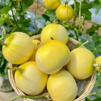 皮薄肉厚超滿足甜瓜的軟糯西安品茶喝茶工作室甜潤藏著夏日浪漫