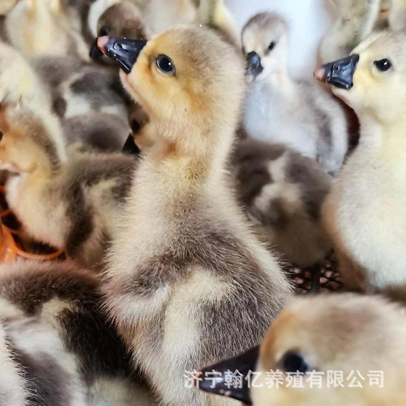 O1CN01MV4rPH1WvoF33hRG4_!!2215380572851-0-cib