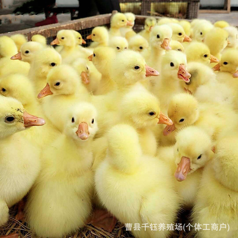 O1CN01dhd3HD1KebxgSMe7J_!!2217916761189-0-cib