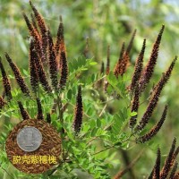 脫殼紫穗槐木豆銀合歡沙達(dá)旺狗尾草小擰條火炬刺槐胡枝子灌木種子