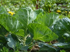 如何改善大棚土壤中顏色發青與發紅的問題？