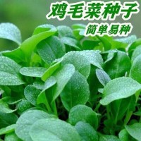 雞毛菜種子18天速生雞毛菜籽種子四季播盆栽耐熱抗病蔬菜種子