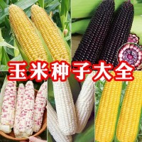 玉米種子大全糯玉米種子水果玉米種子甜玉米種子彩糯甜糯玉米種子