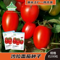 沙拉番茄種子果醬加工番茄醬種籽紅色西紅柿種孑春季四季菜籽菜種