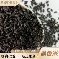 廠家批發(fā)黑香米 五谷雜糧粗糧黑米 內(nèi)蒙古農(nóng)家自產(chǎn)黑香米 黑大米