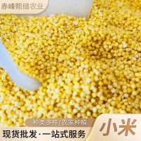 赤峰新小米產品 五谷雜糧批發月子小米 大量現貨批發糯香小米