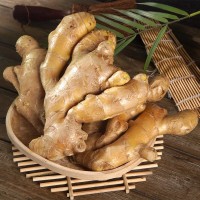 應(yīng)季蔬菜火鍋調(diào)味料全年廠家大姜保鮮姜 現(xiàn)挖新鮮生姜老姜月子姜