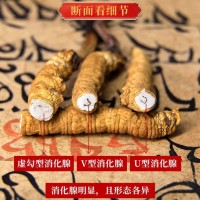 斷草純肉節冬蟲夏草 蟲草 冬蟲草 凍干 斷草斷大量批發高海拔