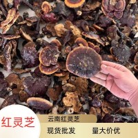 云南現貨批發紅靈芝多規格現貨直批散裝現貨金邊靈芝