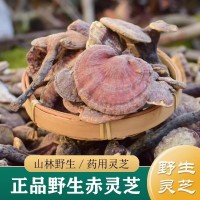 靈芝中藥材正品 純野生藥用赤靈芝250g 整朵干貨靈芝