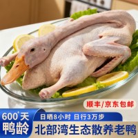 北海生態(tài)散養(yǎng)海鴨600天老鴨凈膛900克/只活鴨現(xiàn)殺急速鎖鮮GAP認(rèn)證