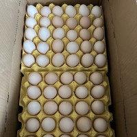 農(nóng)家散養(yǎng)土雞蛋糧食喂養(yǎng)土雞白殼紅殼批發(fā)谷物柴雞蛋笨雞蛋營(yíng)養(yǎng)