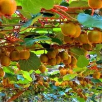 春暉牌 嫁接兩年生 翠玉獼猴桃苗 綠心獼猴桃苗 肉質致密,汁液多,味濃甜,耐儲存性好