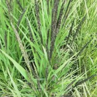 河南信陽紫云英綠肥黑色大米黑米口感清香，健康品質，5公斤包裝農家自種