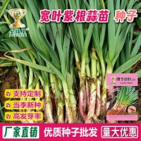 紫根寬葉蒜苗種子紅根蒜苗四季寬葉蒜苗種耐寒紫皮紅皮大蒜苗種子