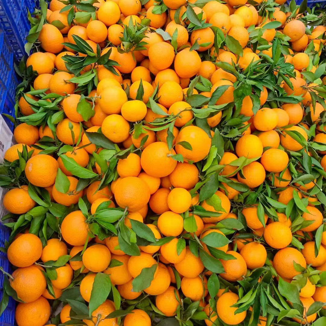 O1CN01snP5td1t4tX1BW3e7_!!2200696375849-0-cib