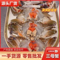 帶膏三目母蟹批發 鮮活速凍三點蟹冷凍梭子蟹膏蟹蟹肉煲新鮮海鮮