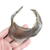 海味干貨 清水甲魚裙邊 水魚裙邊 甲魚邊龜板膠干貨批發(fā)500g