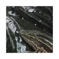 自產(chǎn)自銷生猛黑魚魚塘養(yǎng)殖烏魚速發(fā)商用餐飲肉質(zhì)緊實(shí)魚類食材