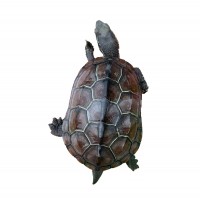 中華草龜苗大小烏龜金線草龜墨龜三線觀賞寵物烏龜活體養(yǎng)殖場批發(fā)