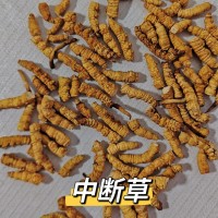 冬蟲(chóng)夏草斷草純?nèi)怏w批發(fā)零售各種規(guī)格那曲正品蟲(chóng)草草本大斷草自用