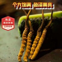 冬蟲(chóng)夏草正品2根/克西藏那曲精品干蟲(chóng)草源頭廠家全國(guó)批發(fā)一件代發(fā)