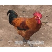 平?jīng)鐾岭u苗批發(fā)品牌麻雞 面議