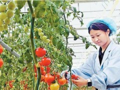 活力中國調研行｜雄安智慧農業拔節生長