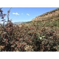 韓城特級大紅袍花椒自產(chǎn)，韓城特級大紅袍花椒自產(chǎn)