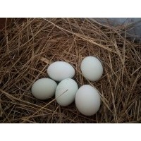純散養(yǎng)綠皮雞蛋 7盒