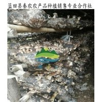 西安新鮮香菇批發(fā)|西安新鮮春菇銷售|藍(lán)田有機香菇種植基地