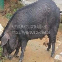 陜西土豬家養(yǎng)土豬土豬肉  面議